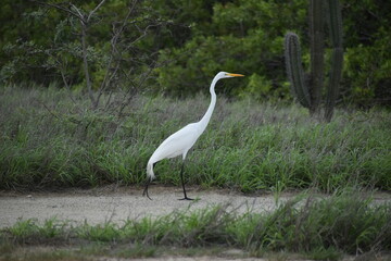 Great Egret