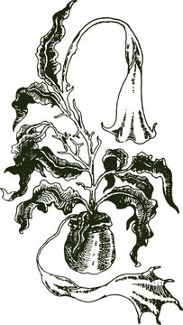 Datura Metel Plant Illustration