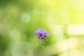 Closeup of pink purple flower on blurred greenery background in garden with copy space using as wallpaper and cover page concept.
