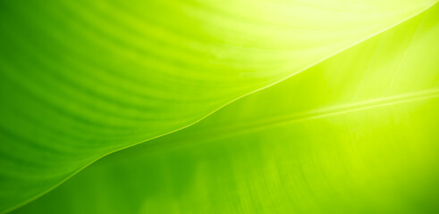 Closeup of beautiful nature view green leaf on blurred greenery background in garden with copy space using as background cover page concept.