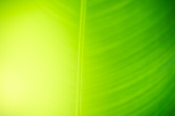 Abstract nature green blurred background nature leaf on greenery background in garden with copy space using as background wallpaper page concept.i