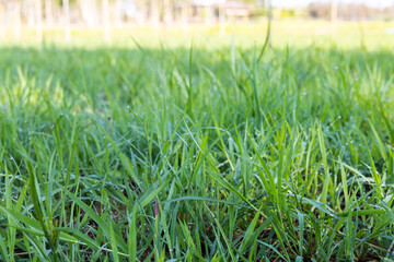 Ruzi grass for feeding animal, Brachiaria ruziziensis