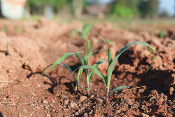 Planting corn seedlings on the ground and growing  Economic plants