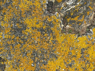 Yellow lichen growing on rocks.