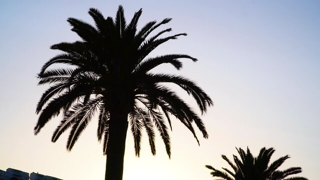 Silhouette from the top of a canary palm tree. Sky with warm colours by the end of the day. Leaves waving slowly in the breeze.