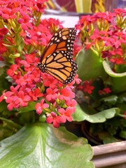 butterfly on flower
