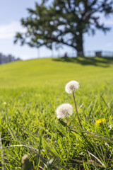 dandelion in the grass