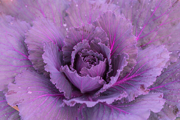 Obraz premium Close up of a leafy red cabbage plant growing in a garden.