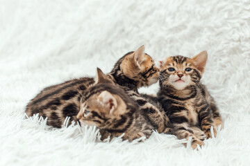 Cute three bengal one month old kittens on the white fury blanket close-up.