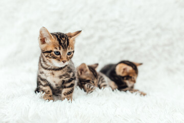 Cute three bengal one month old kittens on the white fury blanket close-up.