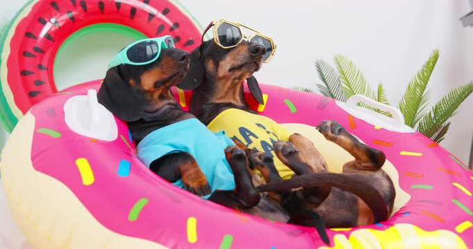Dogs in bright t-shirts, dark glasses lie lazily on nest in rubber ring, relax. Concept of bright, serene, passive, carefree beach summer holiday, vacation, weekend. Image of tourists at the resort