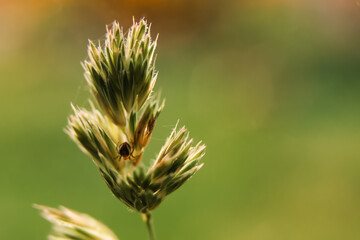 Defocus macro spider sitting on a long green wheat grass close up macro shoot. insect fly with...
