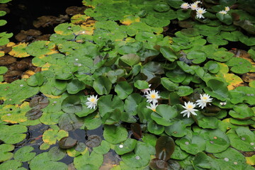 water lilies in the pond
Tongdo-sa, Buddhist temple korea 