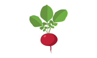 Simple radish clipart vector illustration isolated on white background. Radish with root and leaves flat cartoon style. Radish sign icon. Organic food, vegetables and restaurant concept