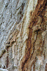 tree bark