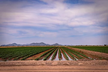 Deurstickers Farming Cotton in Drought-stricken Arizona © desertsolitaire