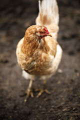local agriculture, farmer's day on october 12. poultry, chickens and turkeys, production of fresh eggs, natural products with their own hands.