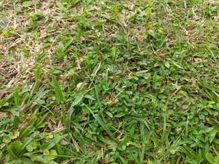 green grass in the morning