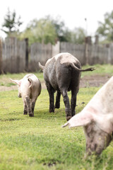 Obraz premium local agriculture, farmer's day 12 october. the pig walks, natural products with their own hands.