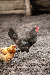 local agriculture, farmer's day on october 12. poultry, chickens and turkeys, production of fresh eggs, natural products with their own hands.