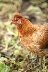 local agriculture, farmer's day on october 12. poultry, chickens and turkeys, production of fresh eggs, natural products with their own hands.