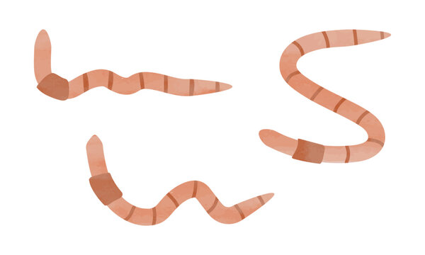 Simple earthworm watercolor hand drawn painting isolated on white background. Garden earthworm clipart. Earthworm vector design illustration. Garden creature clipart cartoon
