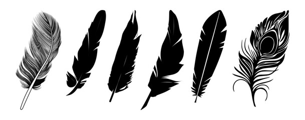 feather vector collection
