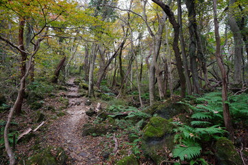 Obraz premium fascinating pathway through autumn forest