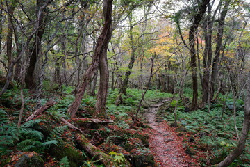 primeval forest in autumn