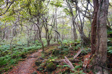Fototapeta premium old trees and path in autumn forest 