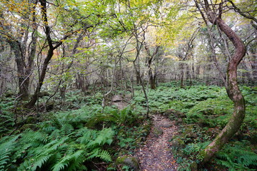 fascinating pathway through autumn forest