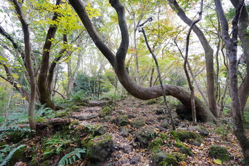 old trees and path in autumn forest
