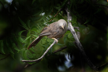 grey heron on a branch