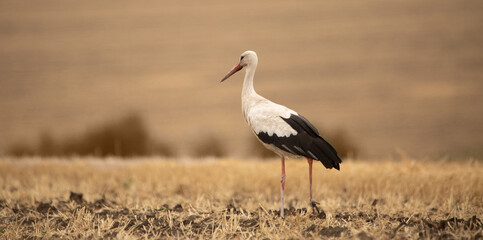 A stork on a mowed field, eats rodents and other pests.