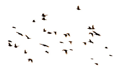 A large flock of birds isolated on a white background.