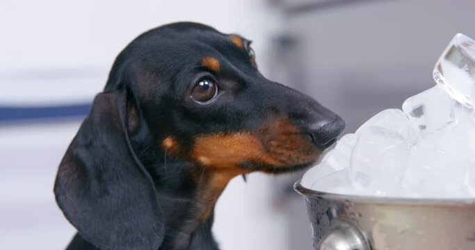 Naughty tykes puppy stealthily licks ice cubes from bucket party. Hospitable, dog-friendly bar, joke. Mischief, pranks of domestic animals, pet. Summer heat overheating, heat stroke, dehydration pet
