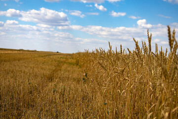 Yellow wheat fields, harvest time.