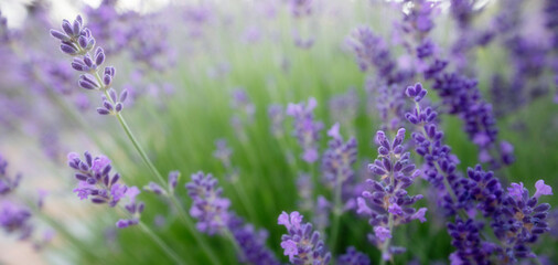 purple lavender flowers. Wonderful abstract natural background