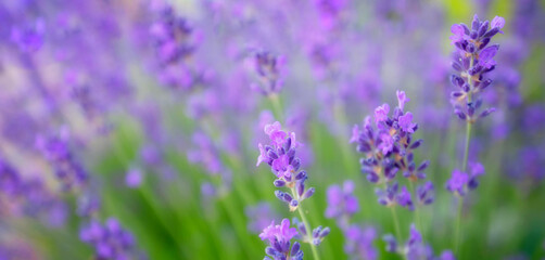 purple lavender flowers. Wonderful abstract natural background