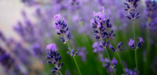 Obraz premium purple lavender flowers. Wonderful abstract natural background