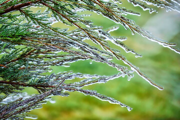 A green branch of a spruce is covered with ice. Frostbite during rain.
