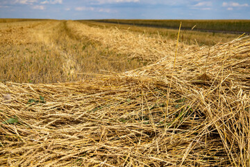 Fototapeta na wymiar Yellow wheat fields, harvest time.