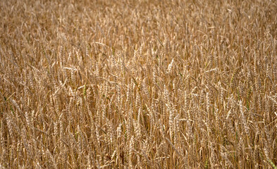 Yellow wheat fields, harvest time.