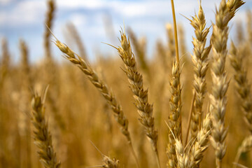 Yellow wheat fields, harvest time.