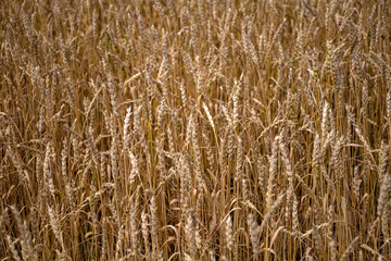 Yellow wheat fields, harvest time.