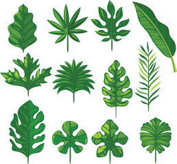 Fototapeta na wymiar Summer, spring leaves set. Set of Tropical leaves. Green flat icon. vector, Isolated on white