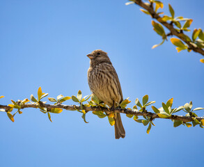 A house finch perched on a boojum tree branch.