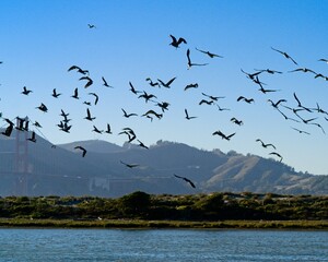 Pelicans taking off from marsh