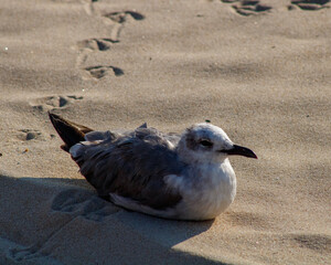black headed gull