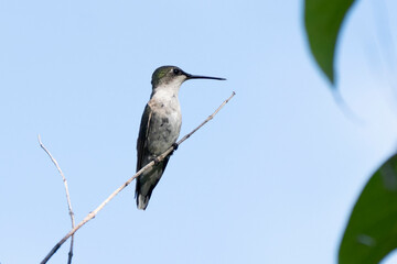Ruby Throated Hummingbird (Female)